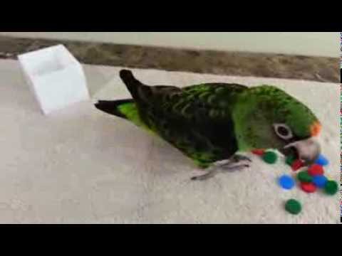 Monarchos, Coin Box Training Early Stage - Jardine's Parrot