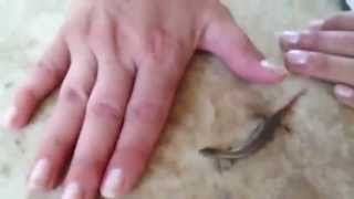 weird looking snake/lizard