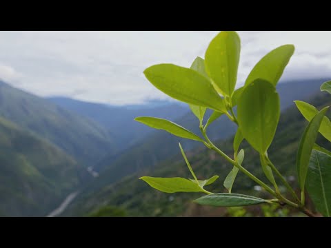 Бесконечные плантации коки. Шашлык из морской свинки. Боливия. Мир Наизнанку - 5 серия, 7 сезон