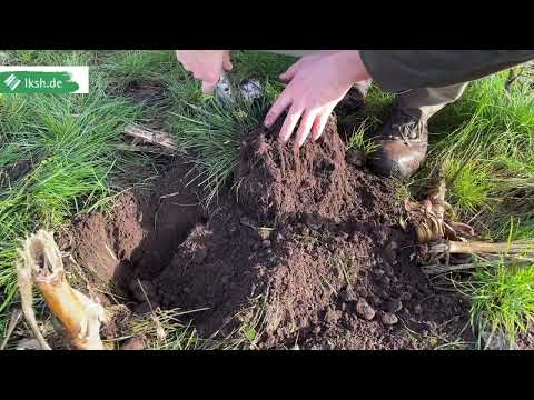 Mit Untersaaten die Nährstoffe über den Winter bringen