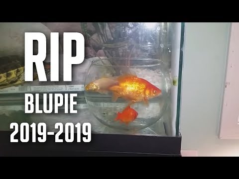 MIJN GOUDVIS IS VERDRONKEN (RIP BLUPIE)