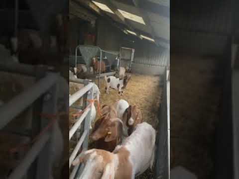 Exciting Day in the Farming Calendar! 02/11/2021