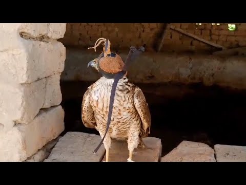 Sparrow Hawk And Saheen Best Birds