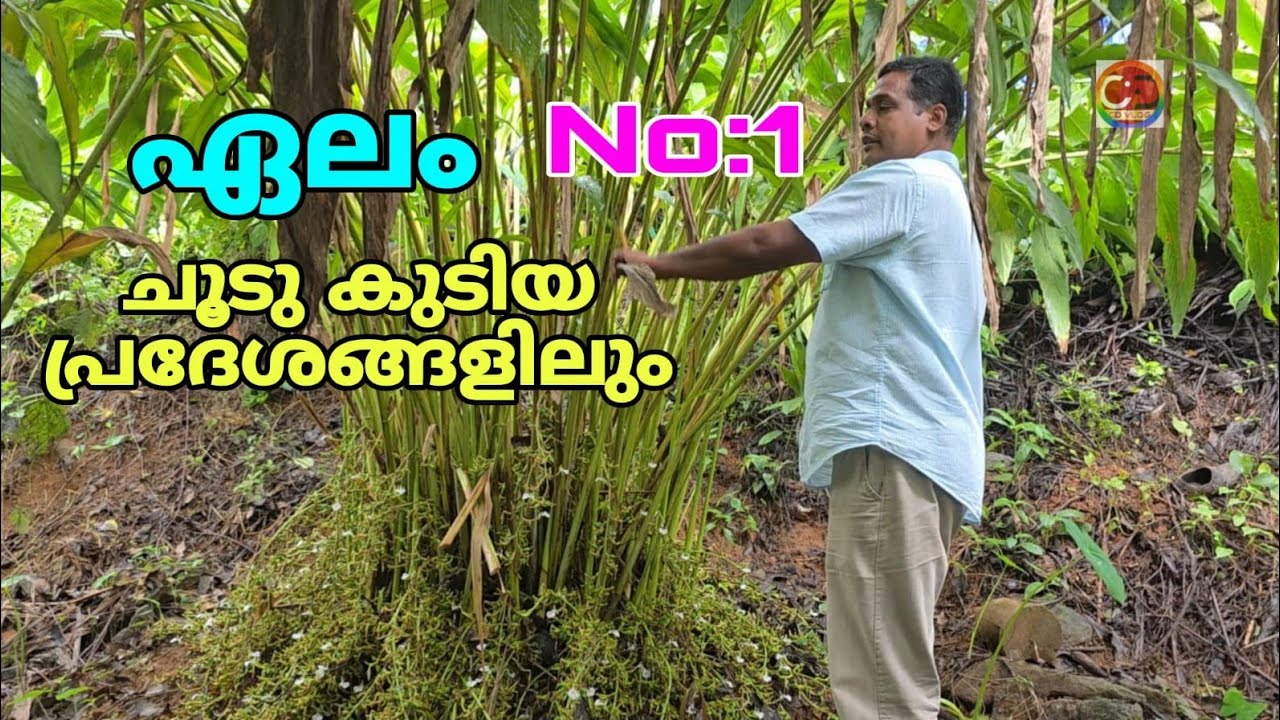 ഏലം I ചൂടുള്ള കാലാവസ്ഥയിലും I അത്യുൽപാദന ശേഷിയുള ബൊമ്മി I നല്ലനിറം കായ് ബോൾഡ് l | Cardamom I Even in hot weather I High yielding Bommi I Good color Fruit bold l