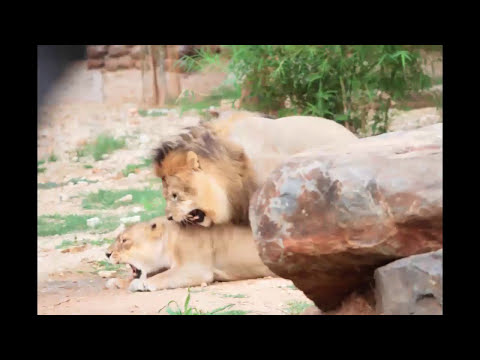 Mysore Zoo...