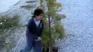 The Origin Of...Beating Around The Bush