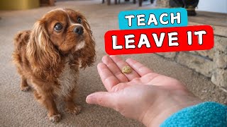 How to Teach a Dog Leave It Command (Step 1): Puppy Training Guide