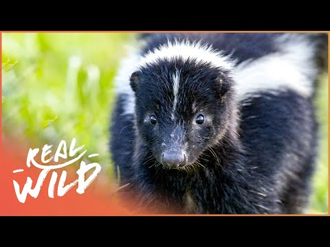 image-What is the largest skunk in the world?