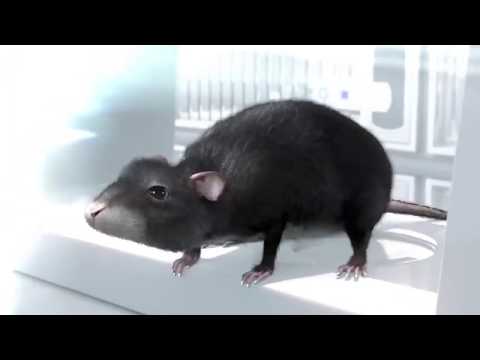 CGI 3D Animated Short HD 'One Rat' by CHRLX and Alex Weil   CGMeetup