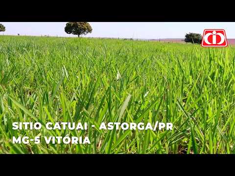 O segredo do MG-5 Vitória: O manejo que transformou este sitio no Paraná
