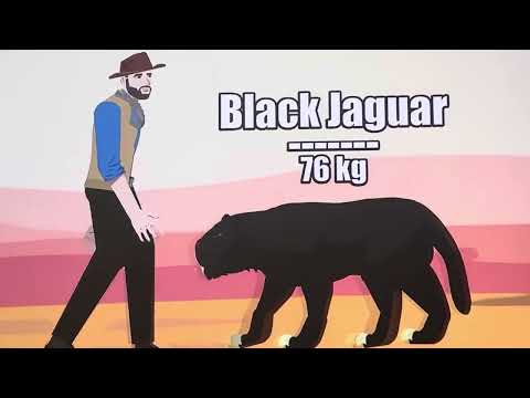 Bigs Cat Size Comparison.wmv .