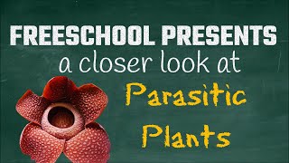Parasitic Plants: FreeSchool Presents a Closer Look at Hemiparasitic and Holoparasitic Plants