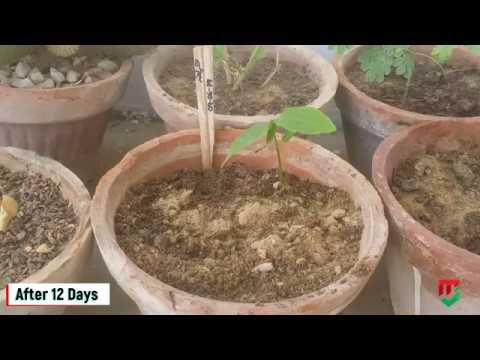How To Grow Sugar Apple Shareefa Plant From Seed