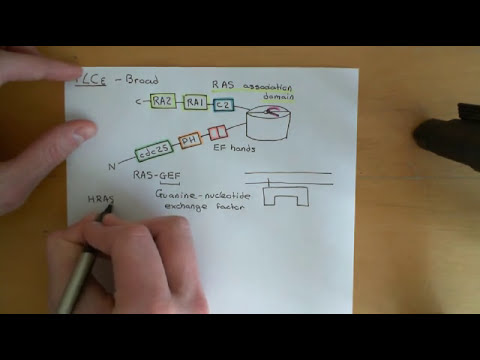 Phospholipase C Enzymes Part 5