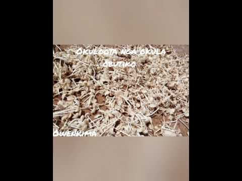 Okuloota nga okula obutiko #share #subscribe #duet #like