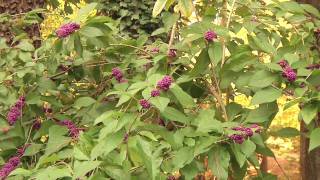 American Beautyberry - Millie Davenport