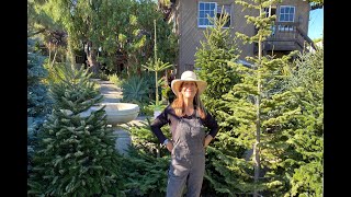 All the Varieties of Our Fresh Cut Christmas Trees with Suzanne Hetrick