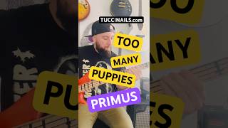 TOO MANY PUPPIES PRIMUS BASSLINE #tabs #bass #guitar #bassplayer #90s #solo #tutorial #howto #fyp