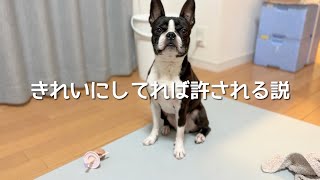 「ハウス」と言うとオスワリを魅せてくるボストンテリア
