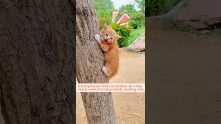 A woman found a tiny helpless kitten during her dog walk and then ...