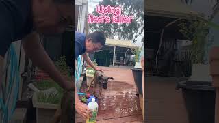 💎💎🐶Rusty loves you,guys! #cute #rusty #puppy #funny #shorts #videoshorts #pets #dog