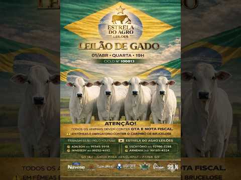 LEILÃO GADO DE CORTE ESTRELA DO AGRO LEILÕES  FAINA-GO 01/04/2026 | Leilão ao Vivo - Leilão de Gado