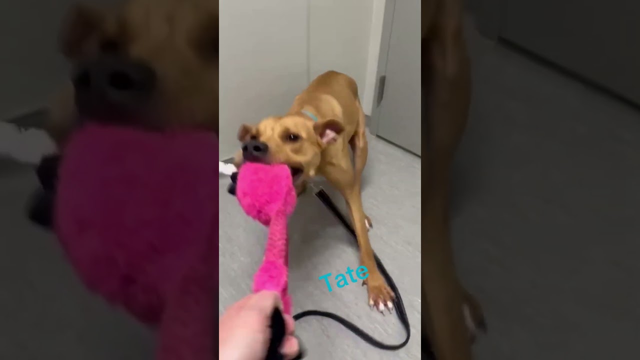 Enlarge Tate, a Adoptable mixed breed in Columbia Station, OH video 6/6