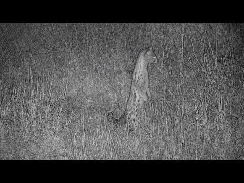 Djuma: Genet out hunting for dinner - 20:19 - 09/05/20