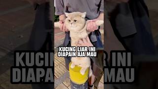 Download lagu Petualangan kucing liar ketika dipungut orang mp3