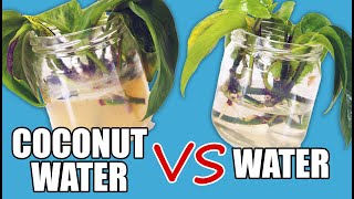 Can You Propagate With Coconut Water ( Results )