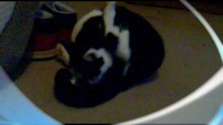 Slick Rick Lick The Balls.mp4