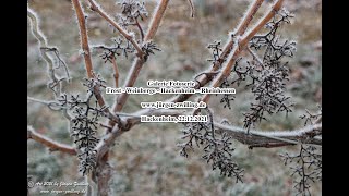 Galerie Fotoserie - Frost - Weinberge - Hackenheim - Rheinhessen