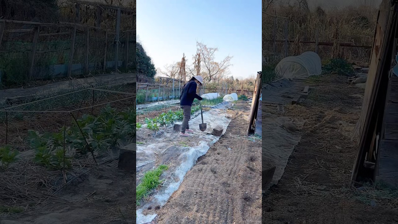 Planting daffodils #garden #outdoors