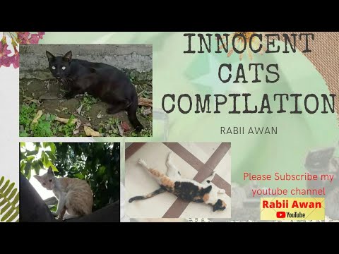 Innocent cats compilation || Rabii Awan