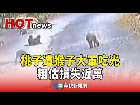 吃到只剩籽...桃子遭猴子大軍吃光　粗估損失近萬