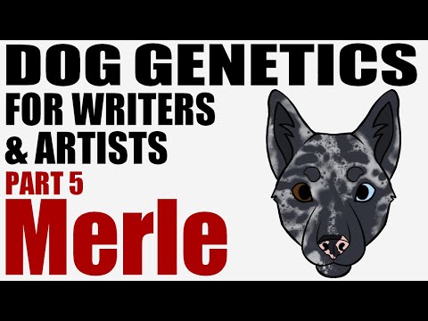 Dog Genetics for Writers & Artists part 5: Merle [CC]