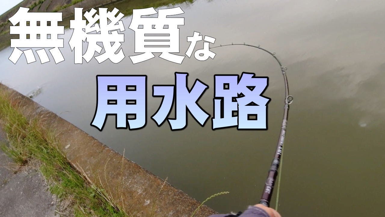 両岸をコンクリートで固められた無機質な用水路でリアフックをブレードチューンしたキャタピーソフトでナマズを釣る動画