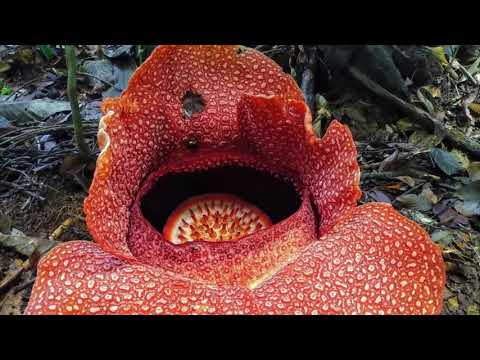 Rafflesia Keithii Blooming at Kampung Bongol, Sabah, Borneo Malaysia