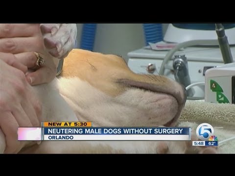 Neutering male dogs without surgery