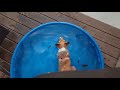 Corgi Puppy Swimming In The Pool