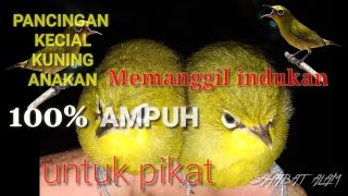 Download lagu Suara pancingan kecial kuning anakan memanggil indukan COCOK UNTUK PIKAT || SAHABAT PETUALANG mp3