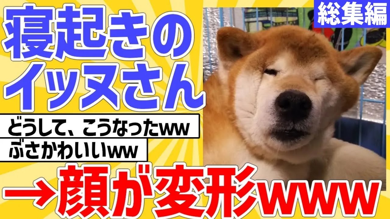 【2ch動物スレ】寝起きのイッヌさん、顔が変形してブサカワｗｗｗ【総集編】
