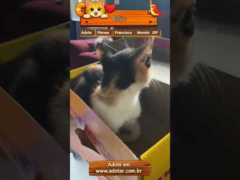 Vídeo de Safira