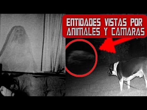 C 44 - PORQUÉ LAS CAMARAS CAPTAN ENTIDADES?