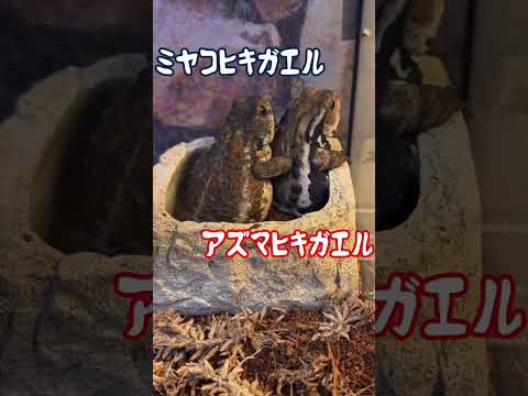 レユニオンのガチュラルヒキガエル