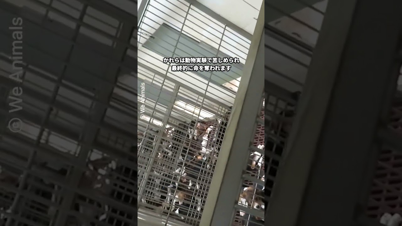 【動物実験】慰めを求めるビーグル犬の赤ちゃん