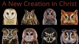 A New Creation in Christ