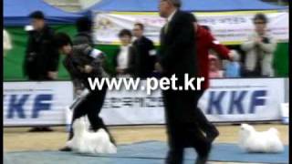 preview picture of video '2010 KKF CHAMPIONSHIP DOGSHOW - MALTESE - HIDDEN VALLEY W CHANGE'
