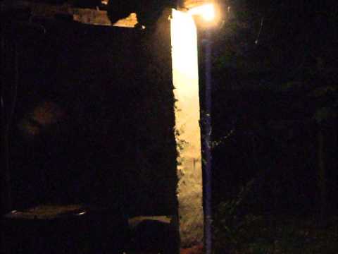 Vadászó denevér / Bat is hunting