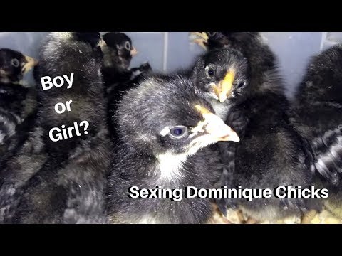 , title : 'How to tell Dominique chick cockerels from pullets'